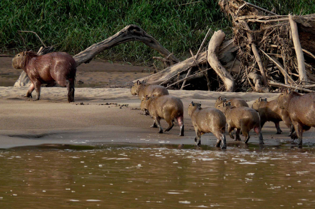 Tambopata Reserved 3D