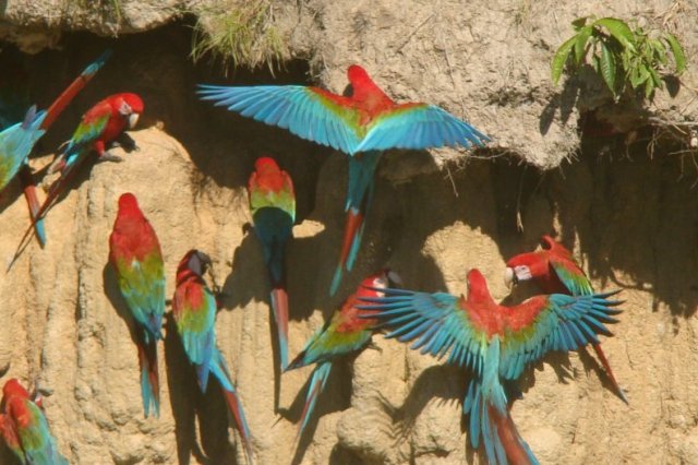 Tour Tambopata Macaw Clay Lick 5D