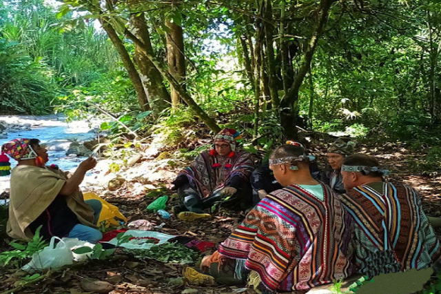 Ayahuasca Program Tour 4D